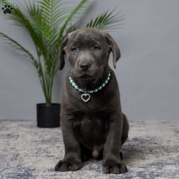 Diesel, Charcoal Labrador Retriever Puppy